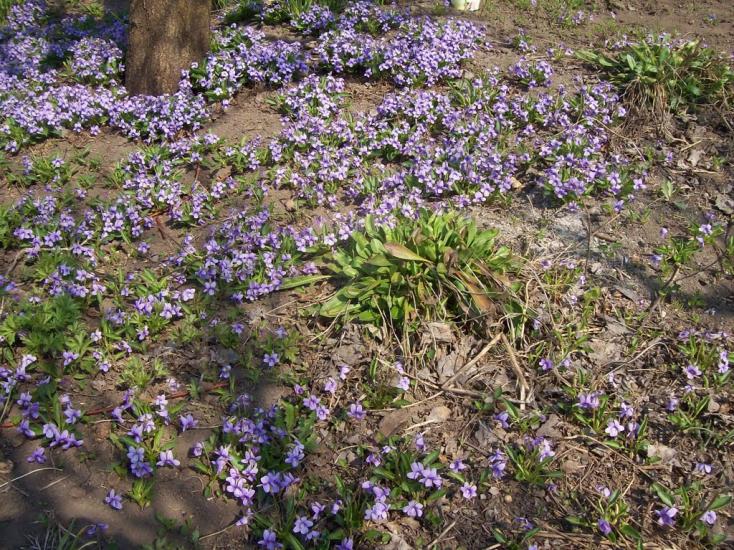 Нагірне з panoramio.com - Нагірне