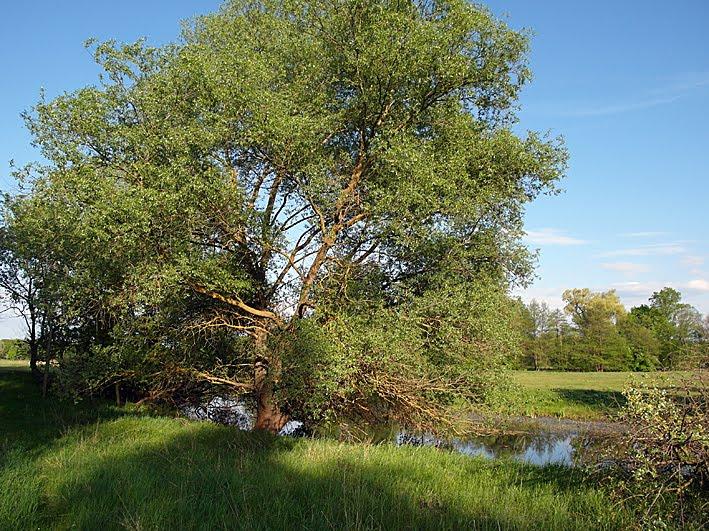 Вельбівка з panoramio.com - Вельбовка