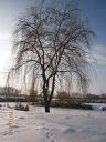 Берездівці з panoramio.com - Берездівці