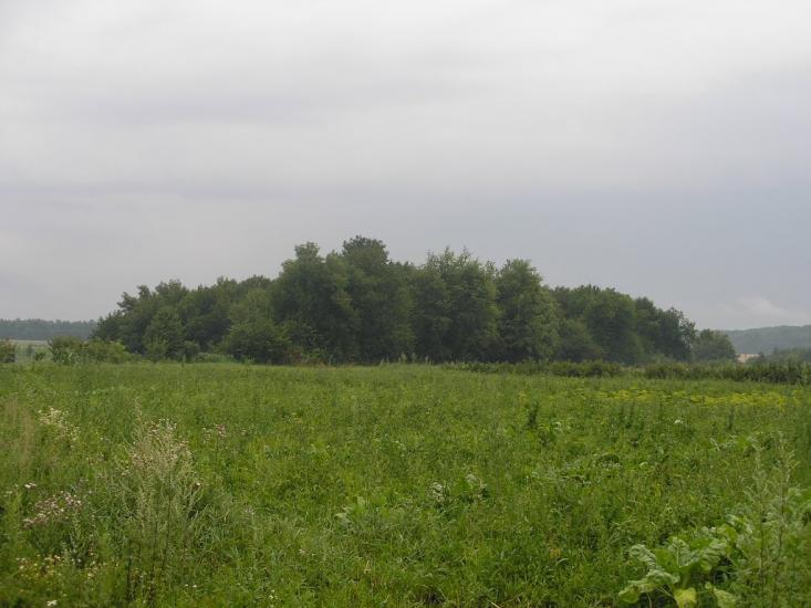 Зарванці з panoramio.com - Зарванцы