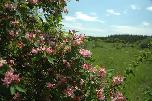 Петрівське з panoramio.com - Petrivske