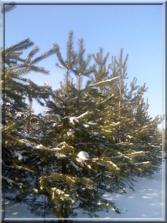 Кушкине з panoramio.com - Кушкино