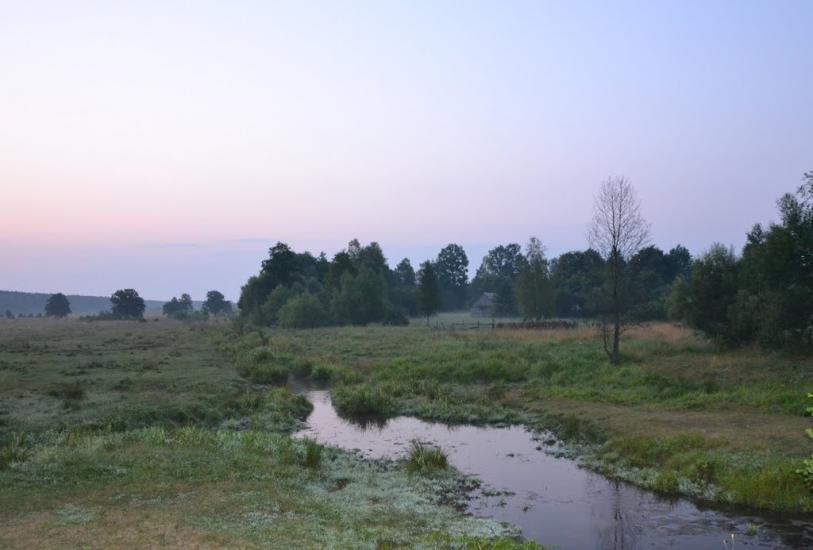 Вільха з panoramio.com - Ольха