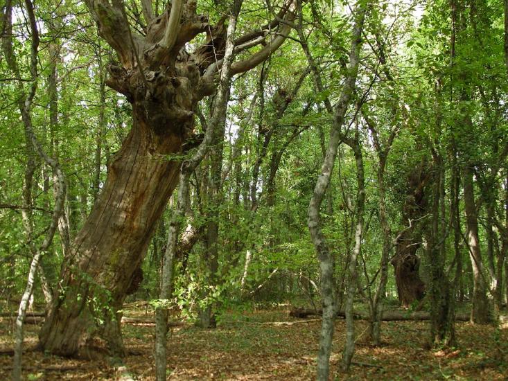 Запрудне з panoramio.com - Запрудне
