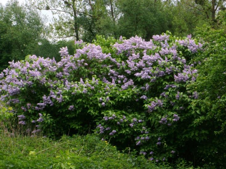 Теліжинці з panoramio.com - Тележинцы