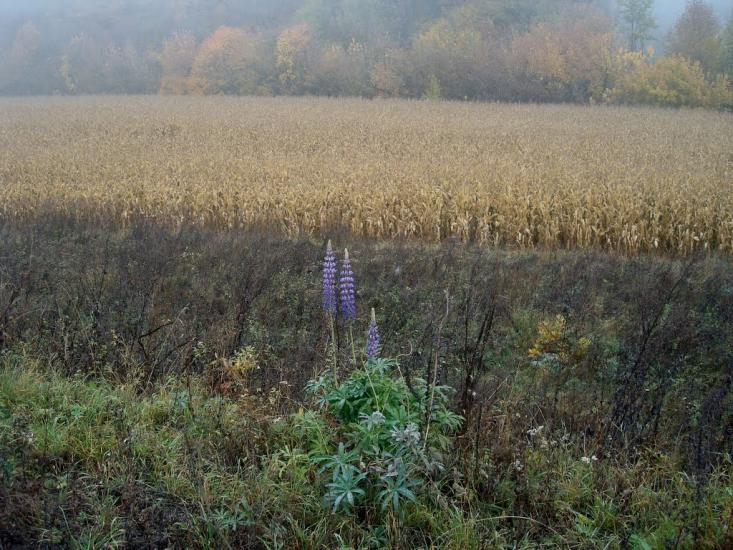Закупне з panoramio.com - Закупное