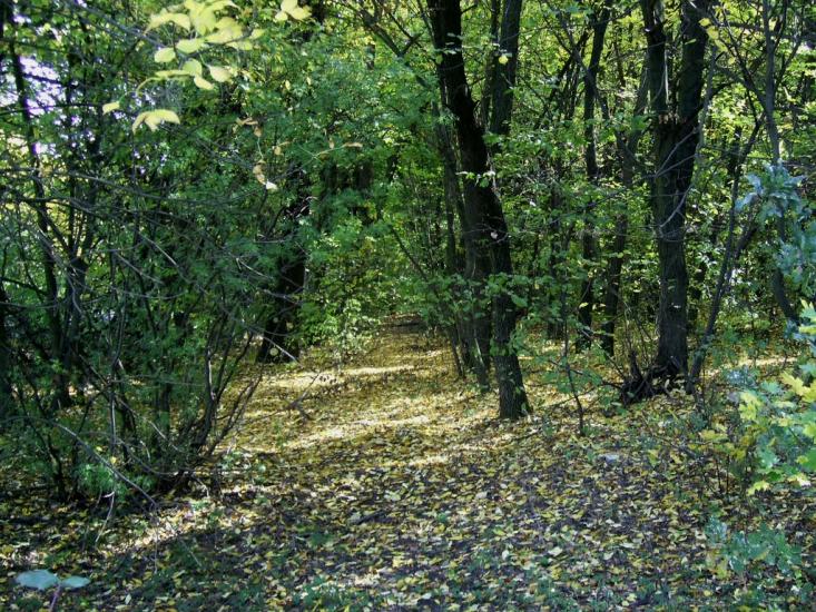 Романівка з panoramio.com - Романівка