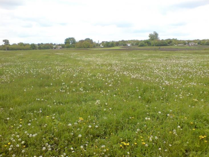 Новопідкряж з panoramio.com - Новопідкряж