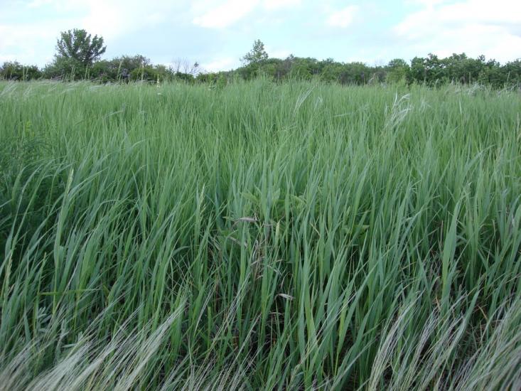 Оріхове з panoramio.com - Оріхове