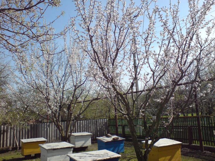 Новопідкряж з panoramio.com - Новоподкряж