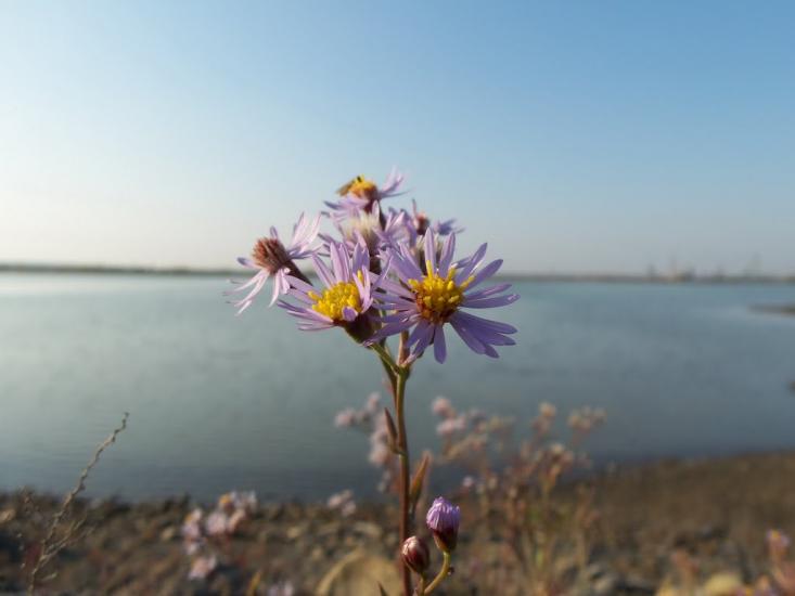 Кропивник з panoramio.com - Кропивник