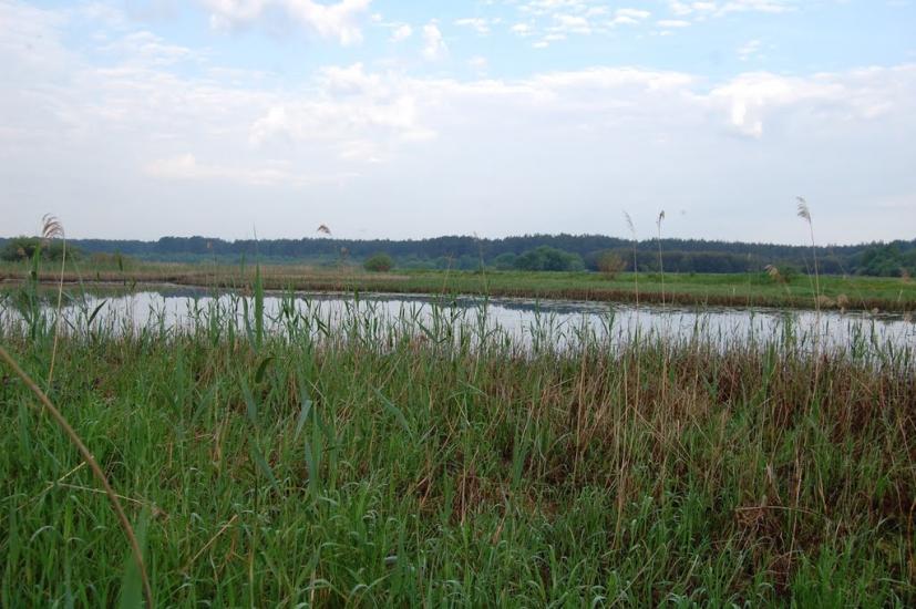 Куликовичі з panoramio.com - Kulykovychi