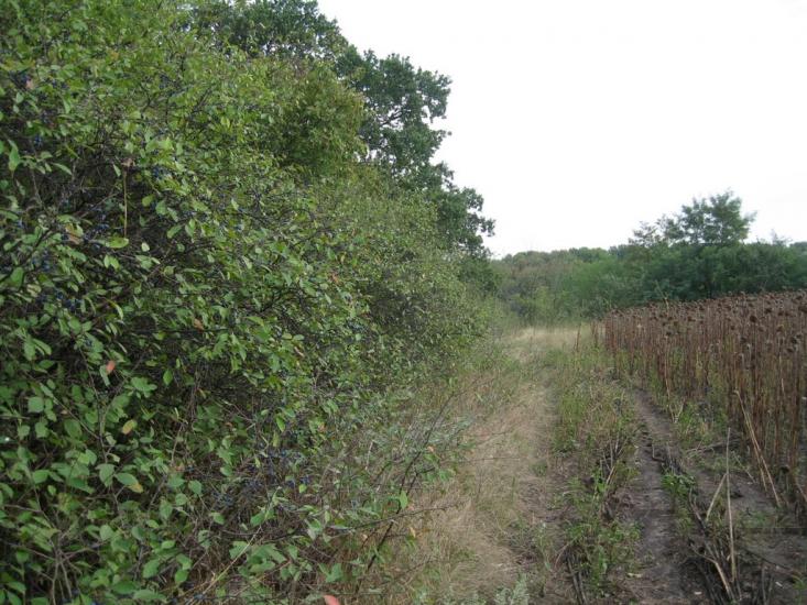 Плавні з panoramio.com - Плавни