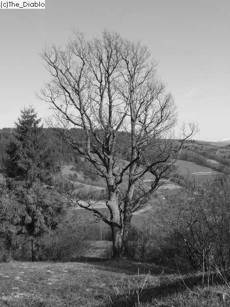 Верб'яж з panoramio.com - Вербяж