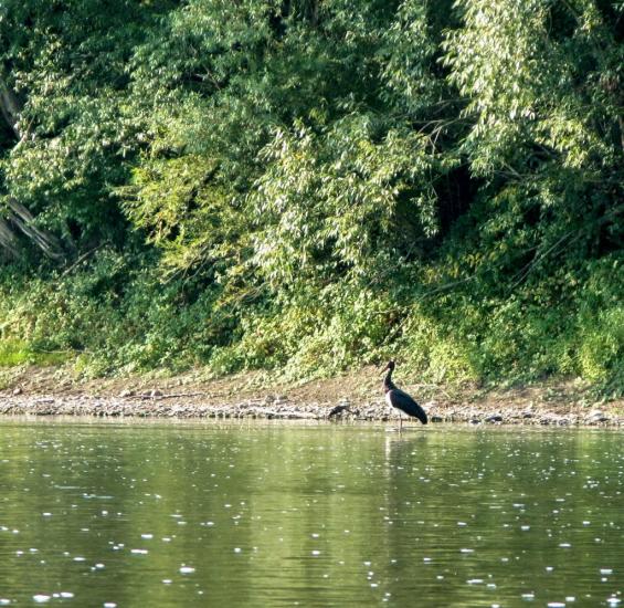 Іване-Золоте з panoramio.com - Иване-Золотое
