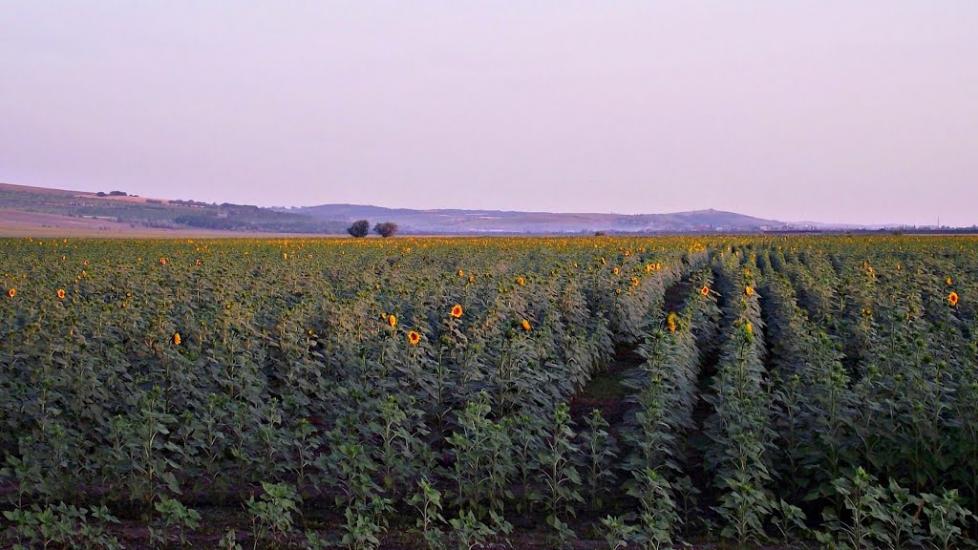 Серпневе з panoramio.com - Серпневое