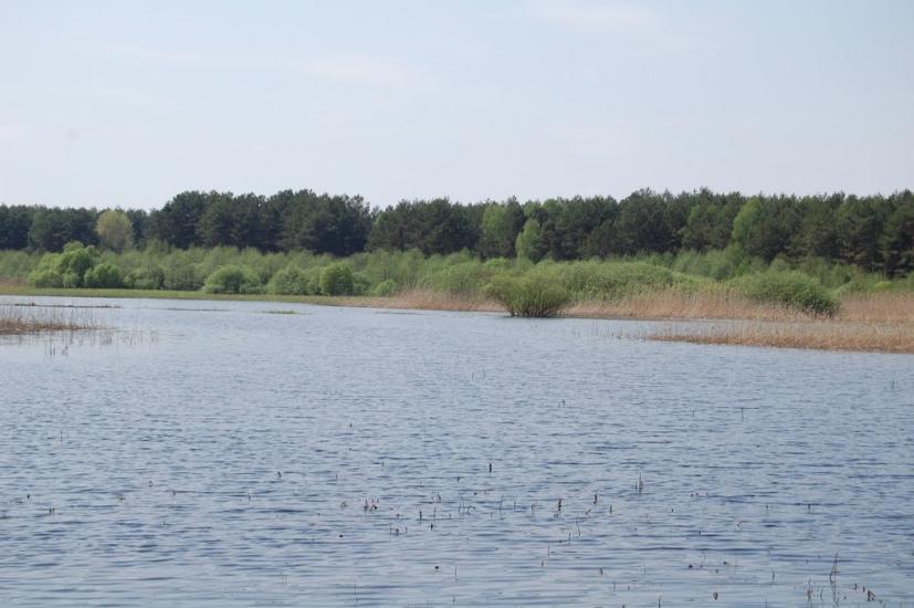 Куликовичі з panoramio.com - Kulykovychi