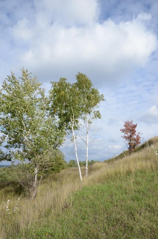 Великі Дмитровичі з panoramio.com - Великі Дмитровичі