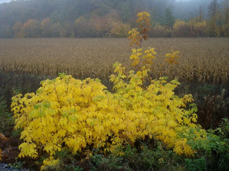 Закупне з panoramio.com - Закупное