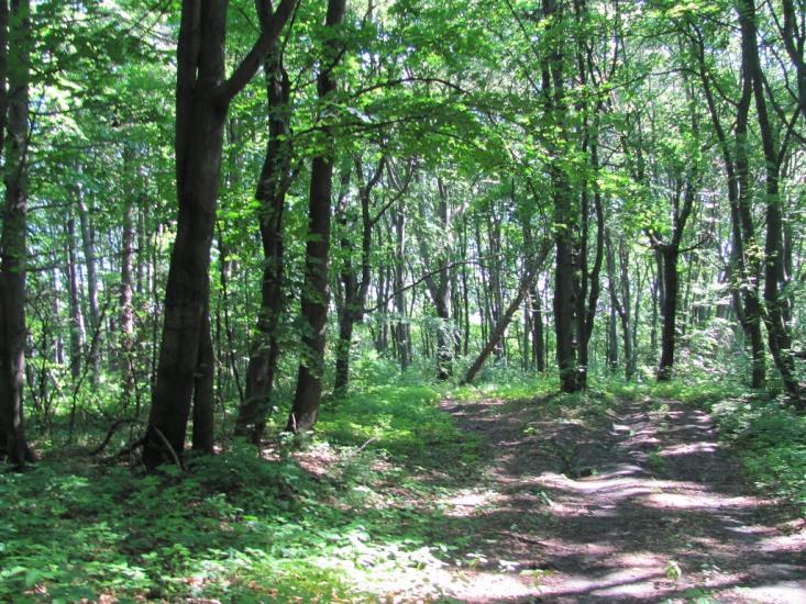 Добринівці з panoramio.com - Добринівці