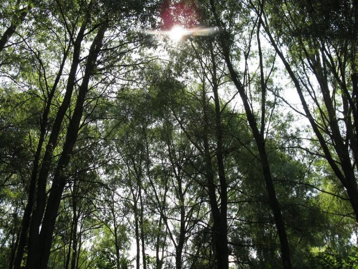Лохвиця з panoramio.com - Lokhvitsa