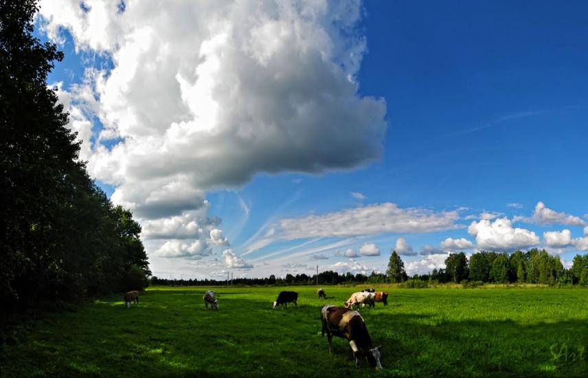 Грибова Рудня з panoramio.com - Грибова Рудня