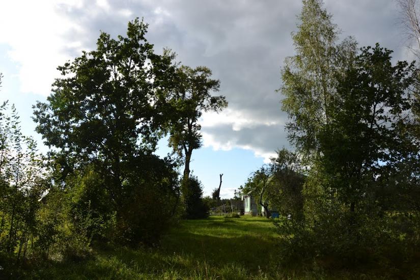 Вільха з panoramio.com - Ольха