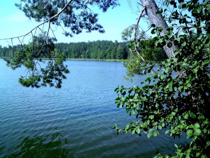 Лісне з panoramio.com - Лісне