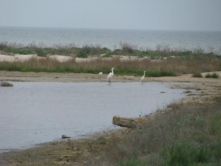 Портове з panoramio.com - Портове