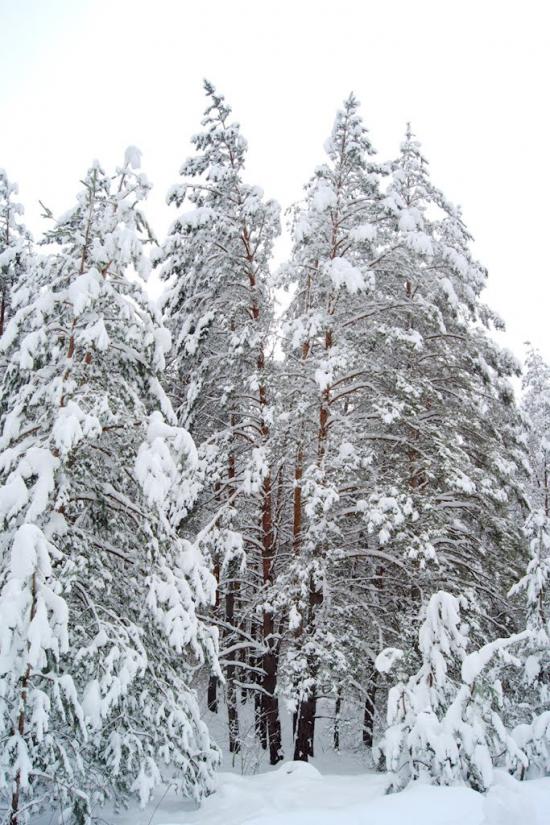 Любимівка з panoramio.com - Любимівка