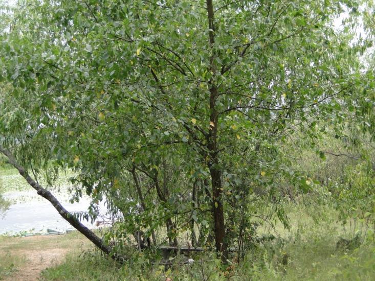 Новгород-Сіверський з panoramio.com - Новгород-Сіверський