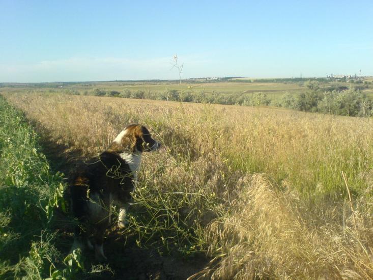 Новокам'янка з panoramio.com - Новокам'янка