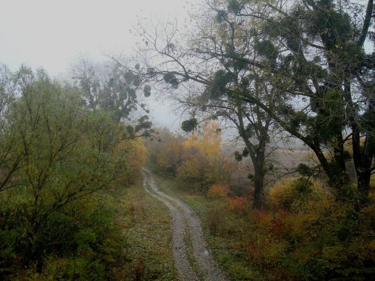 Вільхівці з panoramio.com - Вільхівці