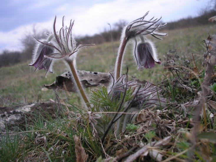 Інгульське з panoramio.com - Інгульське