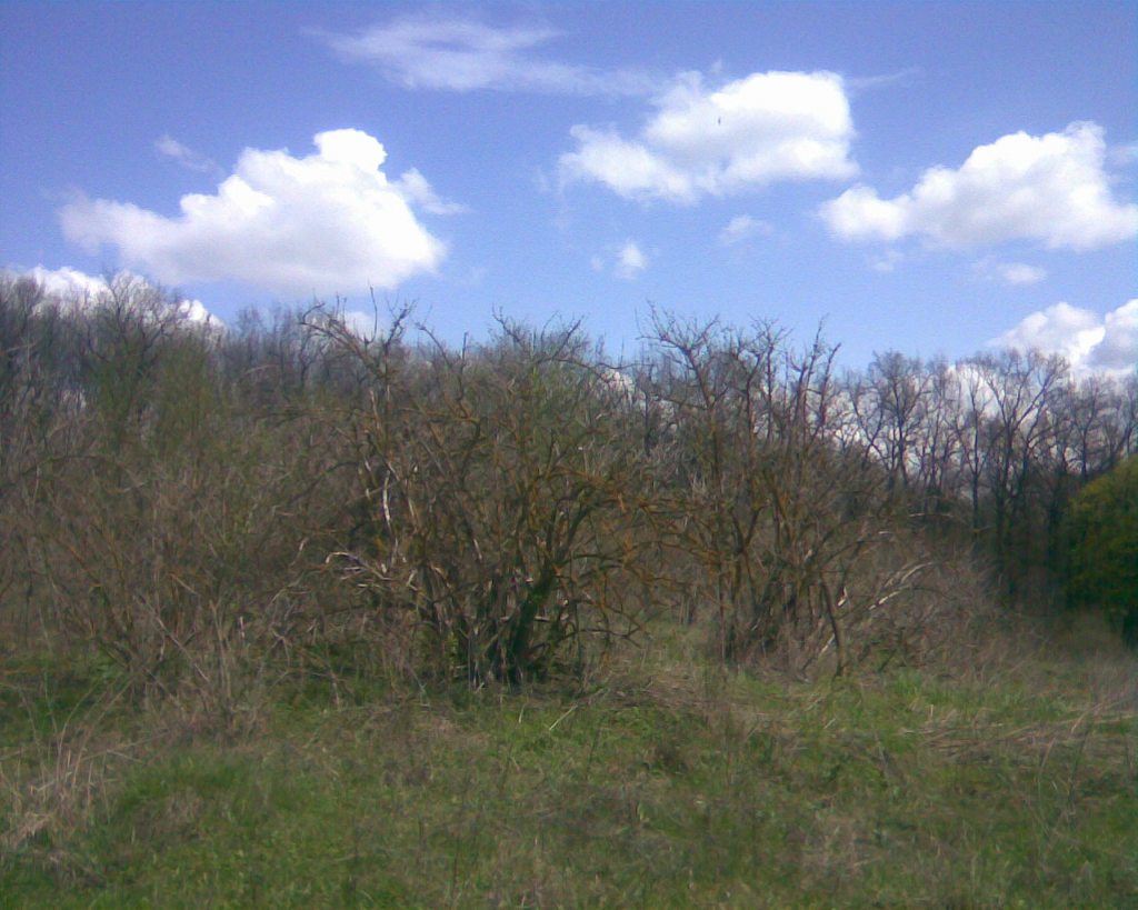 С. Майдан-Карачіївецький - Майдан-Карачієвецький