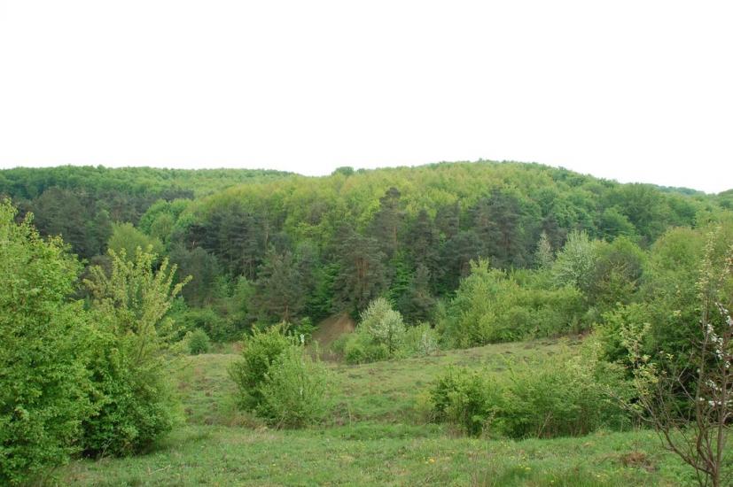 Горошівці з panoramio.com - Горошівці