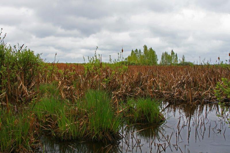 Отрохи з panoramio.com - Отрохи