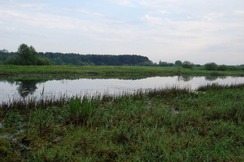 Куликовичі з panoramio.com - Куликовичі