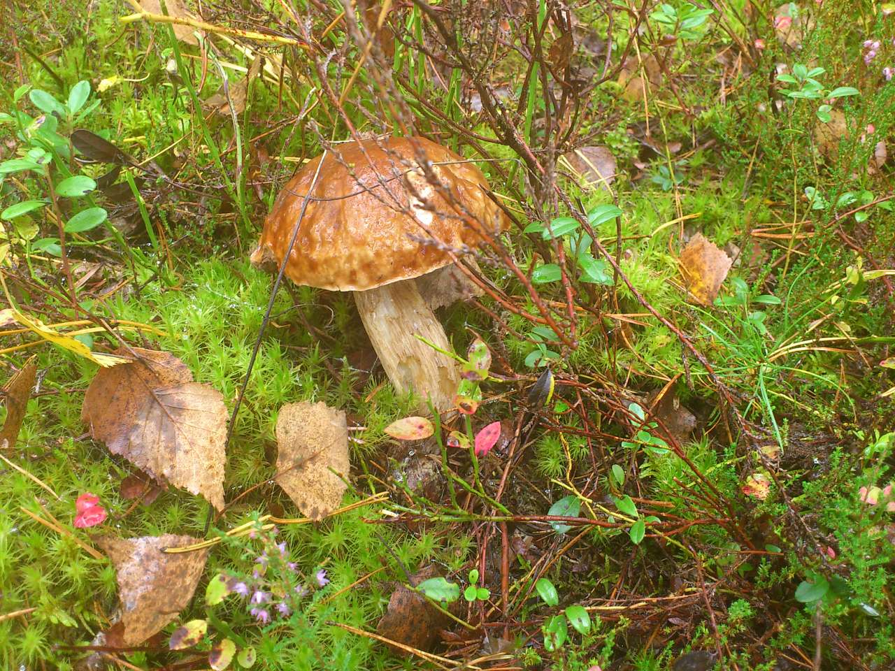 Грибной год - Тхорин