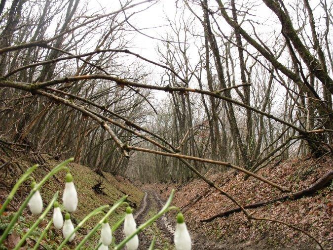Земляничне з panoramio.com - Земляничное