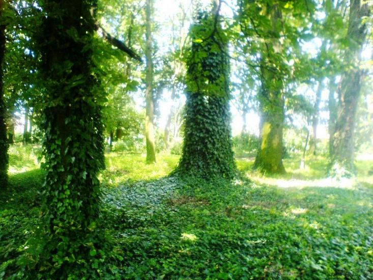 Вилок з panoramio.com - Вилок