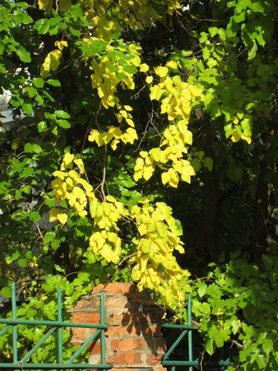 Вознесенськ з panoramio.com - Вознесенськ