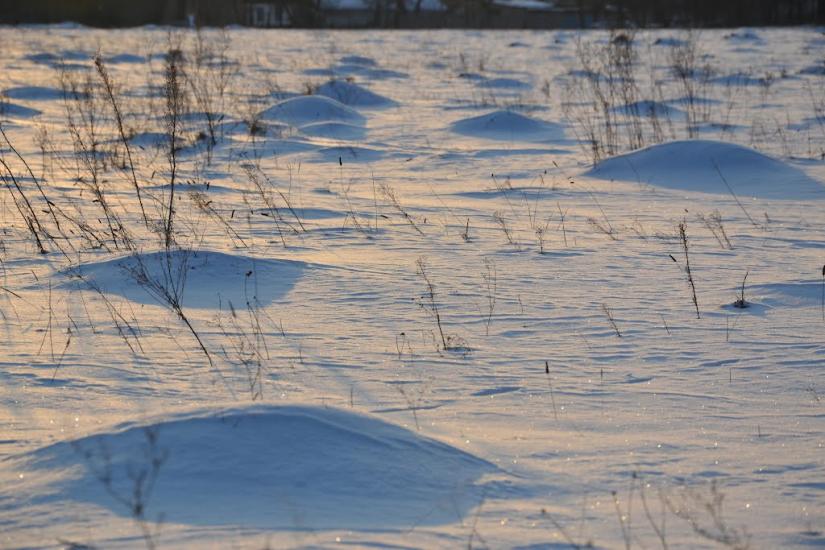 Вільха з panoramio.com - Вільха