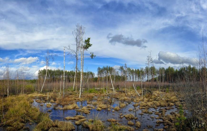 Грибова Рудня з panoramio.com - Грибова Рудня