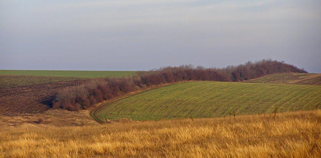 Новий Гребеник з panoramio.com - Новый Гребеник