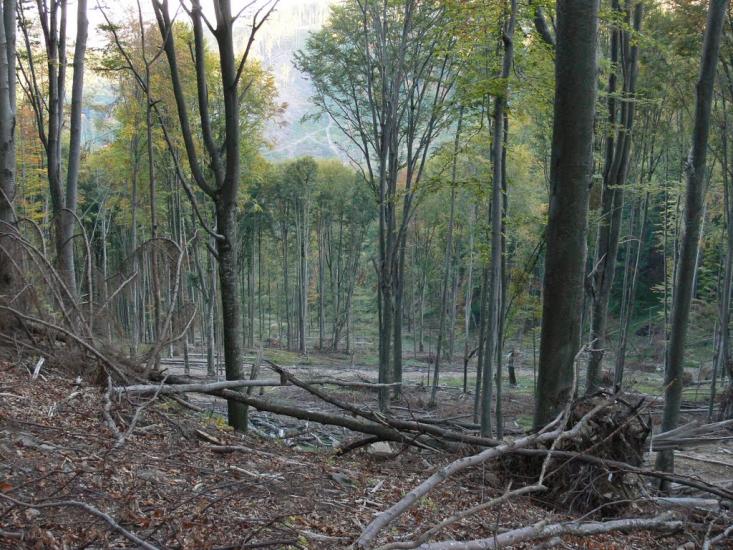 Бедевля з panoramio.com - Бедевля