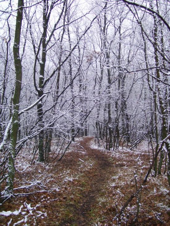 Хорошеве з panoramio.com - Хорошеве