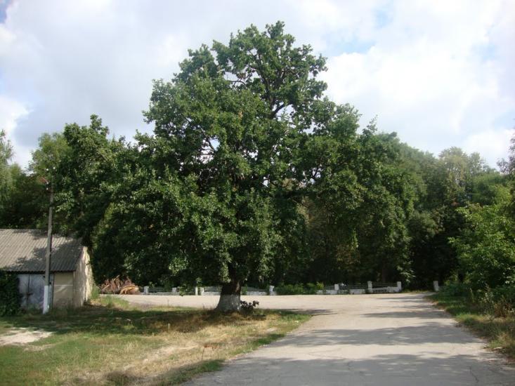 Серебринці з panoramio.com - Серебринці