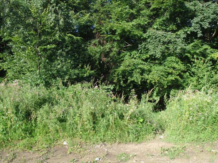 Княгиня з panoramio.com - Княгиня