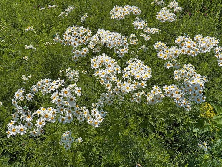 Нікішине з panoramio.com - Никишино